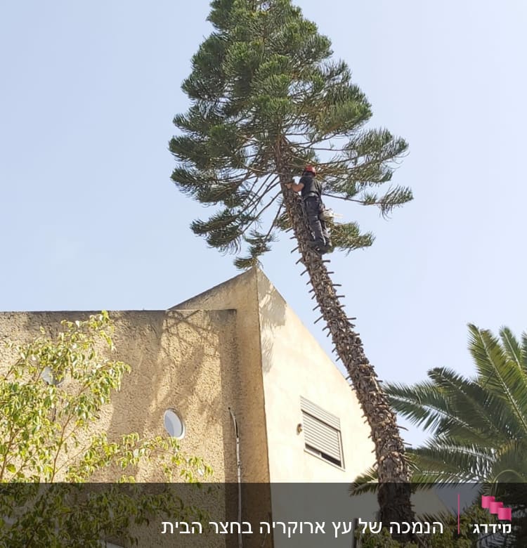 אדם גוזם עץ גבוה עם ציוד טיפוס